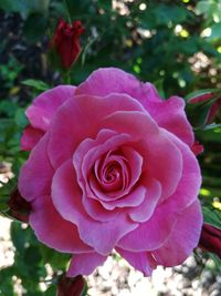 Close-up of pink rose