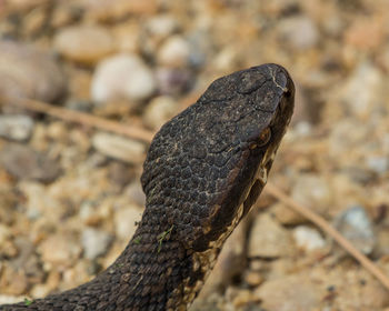 High angle view of snake on ground