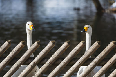 Close-up of two birds perching on wood