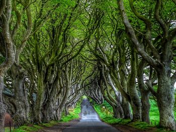 Road amidst trees in forest