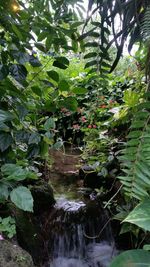 Plants and trees in forest