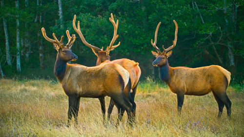 Deer standing on field