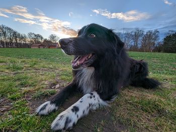 Close-up of dog