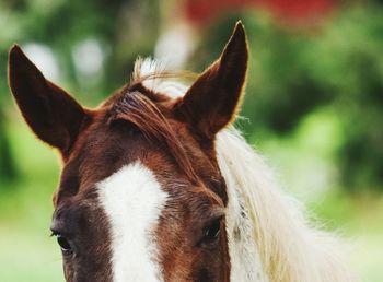 Close-up of horse