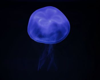 Close-up of jellyfish in sea