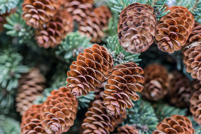 Close-up of leaves