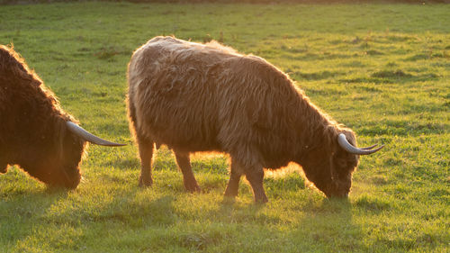Cattle / buffalo in a field