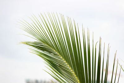 Close-up of palm leaves against sky
