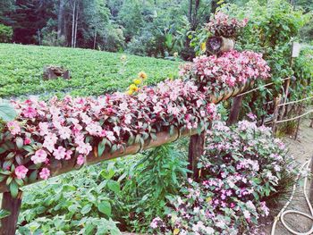 Pink flowers blooming on tree