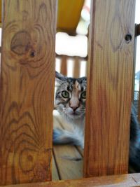 Portrait of cat peeking from wooden fence