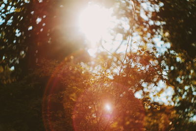 Low angle view of trees in forest