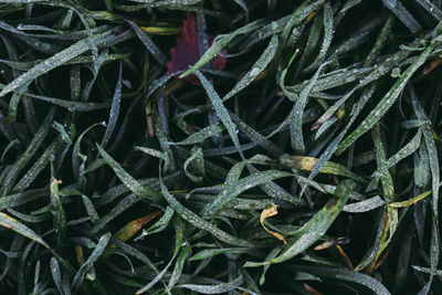 Full frame shot of succulent plants