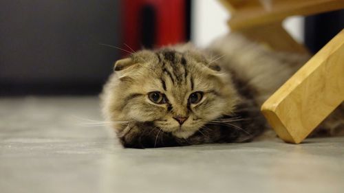 Portrait of cat lying on floor