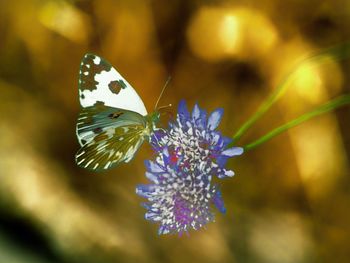 Close-up of butterfly on purple flower