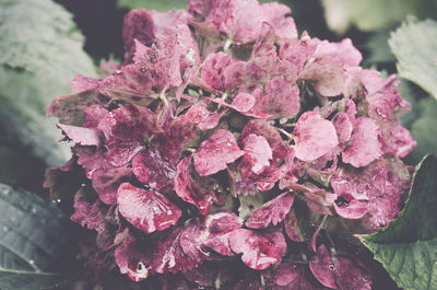 Close-up of pink flowers