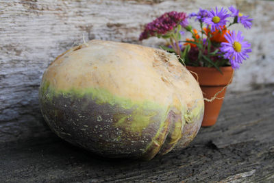 Cabbage turnip and autumn flowers