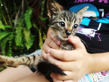 Midsection of child holding kitten