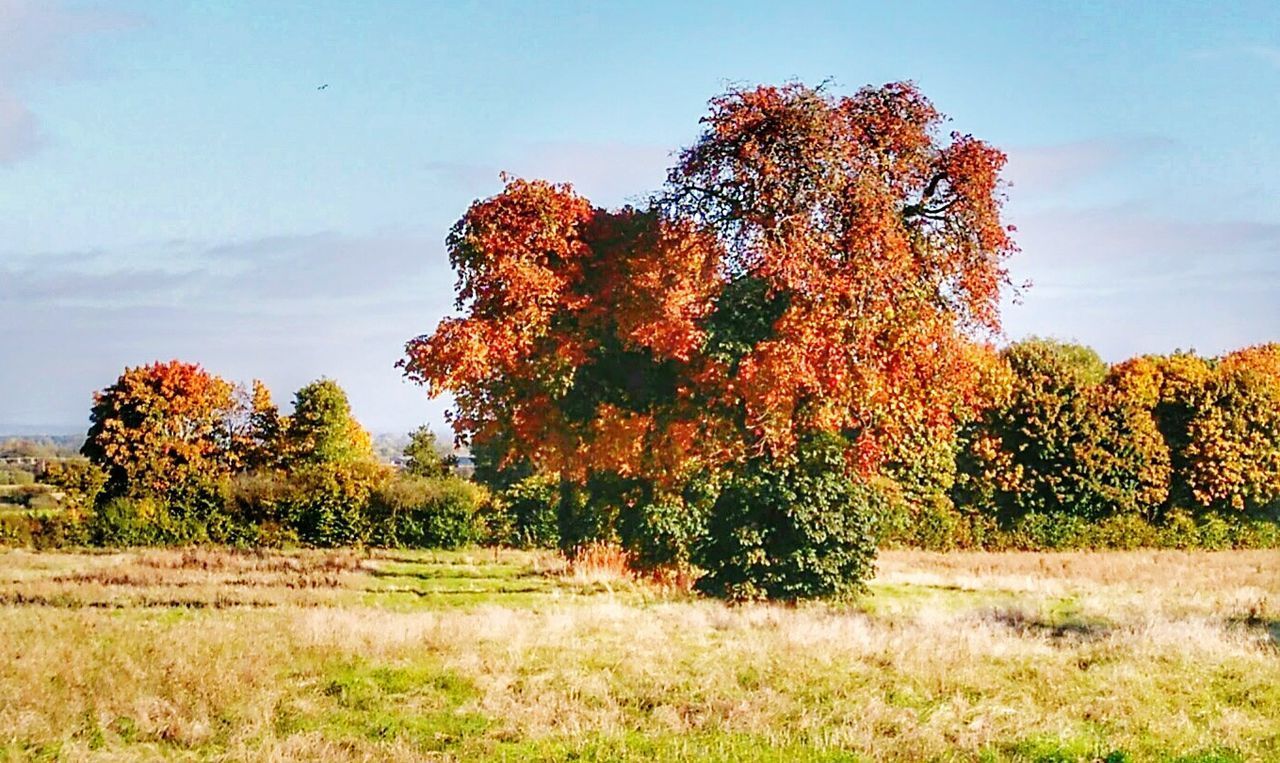 TREES ON FIELD AGAINST SKY