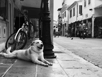 Dog on street in city