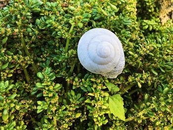 Close-up of snail on plant