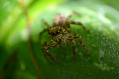 Close-up of spider