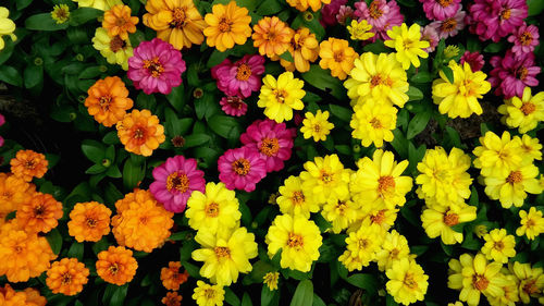 Close-up of multi colored flowers blooming outdoors