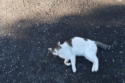 High angle portrait of cat sitting on street