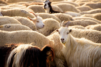 Close-up of sheep