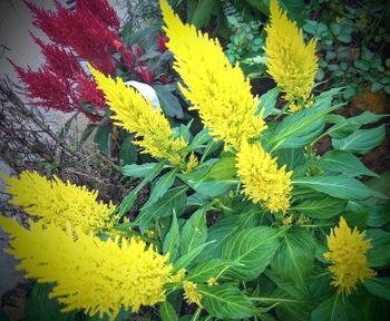 Close-up of yellow flowering plant