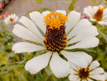 Close-up of white flowering plant