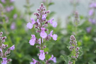 Close-up of purple flowering plants