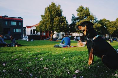 Dog sitting on field