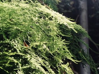 Close-up of lichen on tree trunk