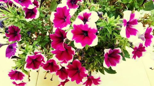 Close-up of pink flowers