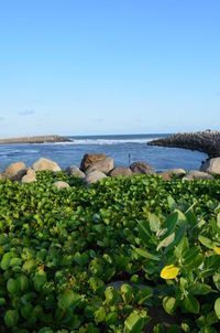 Scenic view of sea against clear blue sky