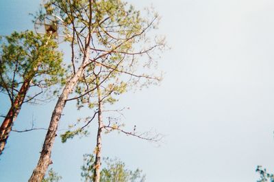 Low angle view of tree against clear sky