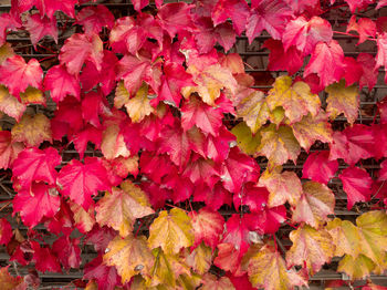 Full frame shot of autumnal leaves