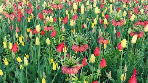 Close-up of red poppy flowers blooming on field