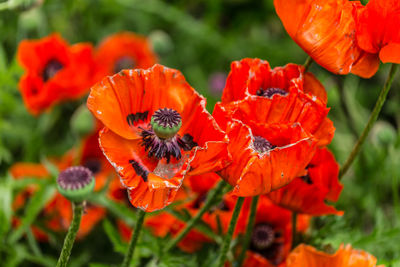 Close-up of orange poppy flowers