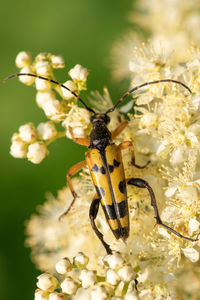 Macro shot of a spotted longhorn  beetle feeding on the pollen of meadowsweet flowers