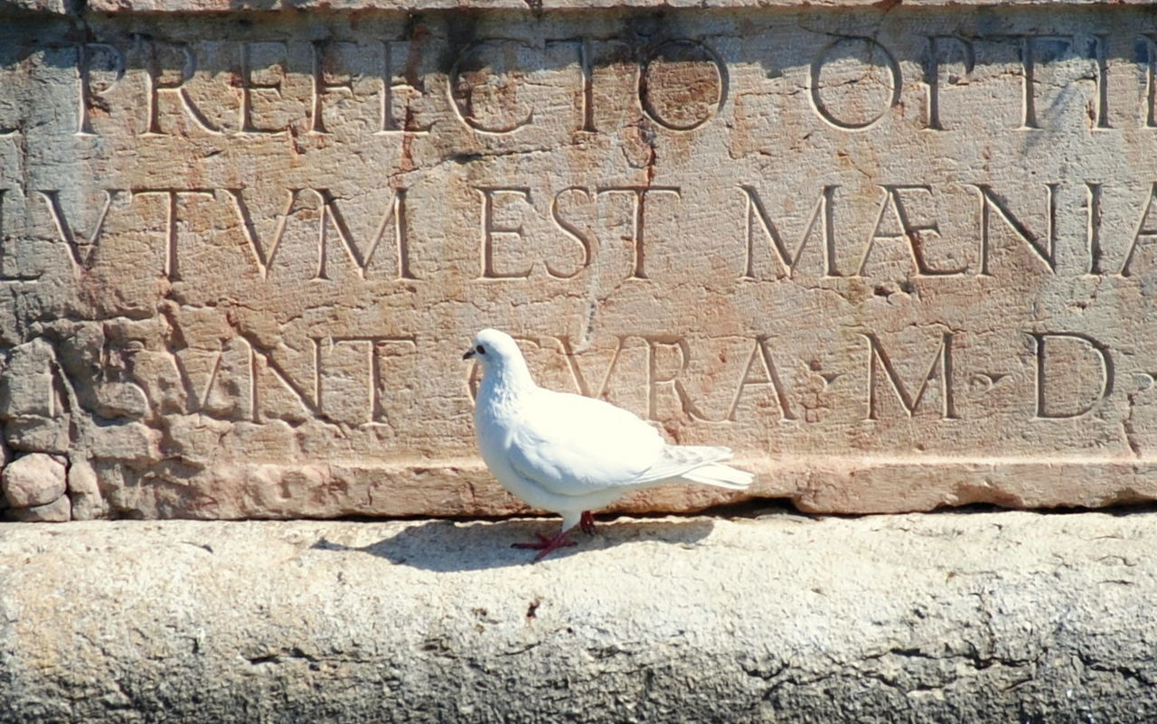 bird, animal themes, animals in the wild, one animal, day, animal wildlife, outdoors, perching, no people, seagull, sunlight, nature