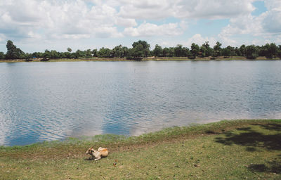 Cow sitting against lake