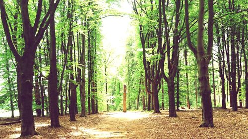 Trees in forest