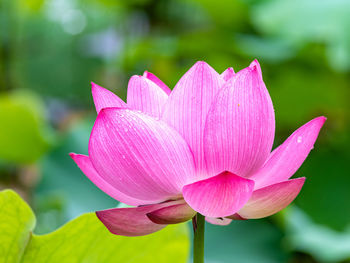 Close-up of pink water lily