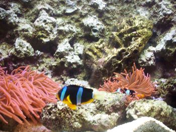 Fish swimming in sea