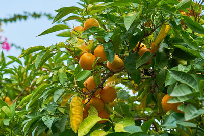 Low angle view of oranges growing on tree