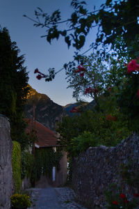 Footpath amidst trees and buildings against sky