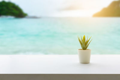 Close-up of potted plant on table by sea