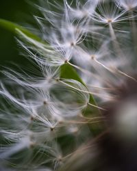 Close-up of dandelion on plant