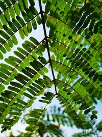 Low angle view of leaves on tree